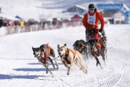 Lenk 2013